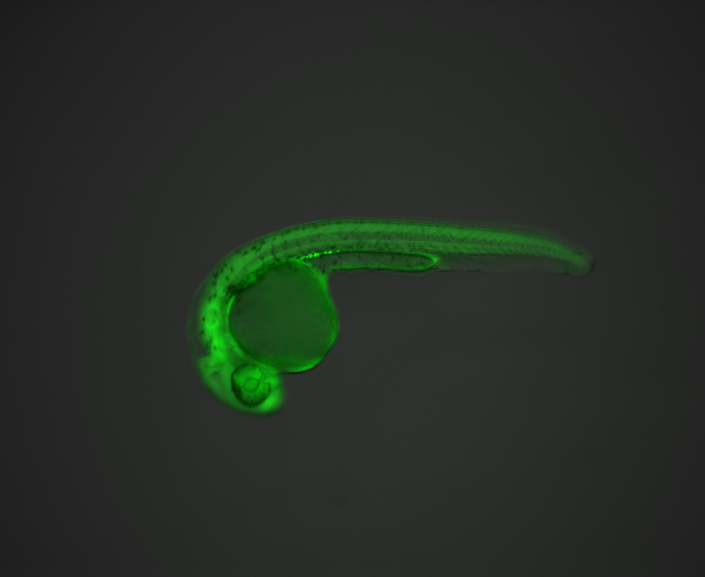獣医微生物学 改訂 獣医寄生虫学・寄生虫病学(2) 蠕虫他 (KS農学専門書